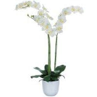 Orchidea Phalaenopsis 100 cm - Vepabins